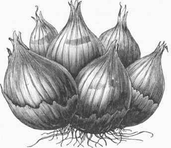 Potato or Multiplier Onions.