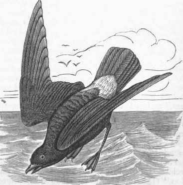 Stormy Petrel (Thalassidroma pelagica).