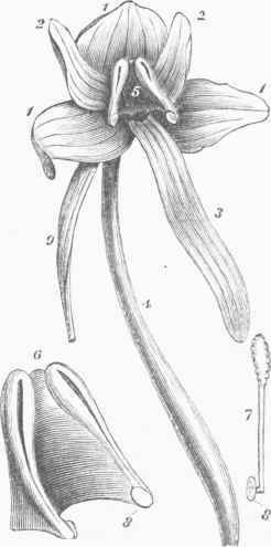 Structure of Flower in Orchids (Habenaria orbiculata).