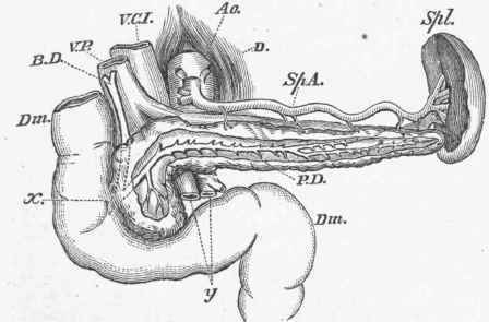 Thc Spleen (Spl.) with the splenic artery (Sp. A.).