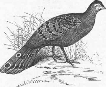 Thibet Peacock (Polyplectron Tibetanum).