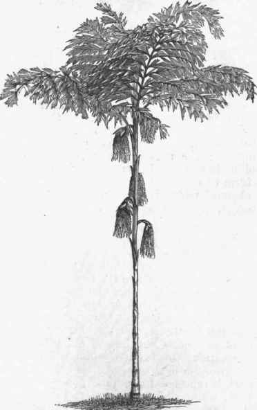 Toddy Palm (Caryota urens).