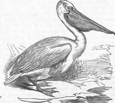 White Pelican (Pelecanus onocrotalus).
