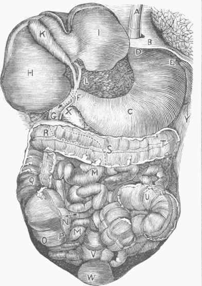 Abdominal Portion of the Alimentary Canal.