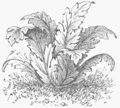Acanthus mollis.