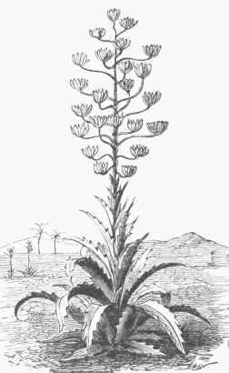 Agave (American Aloe).