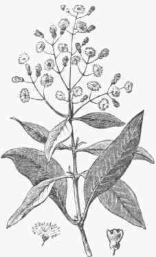 Allspice Or Jamaica Pepper 100166