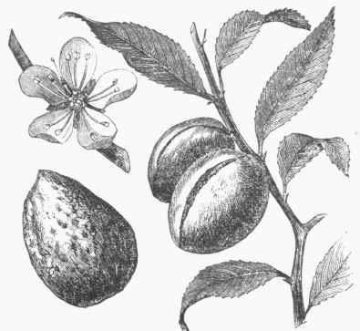 Almond   Fruit, Flower, Leaves, and Nut.