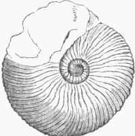 Ammonites Cordiformis.