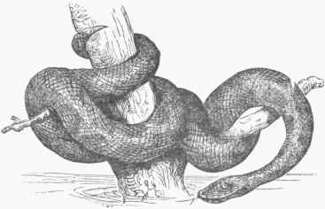 Anaeonda (Euneetes murinus).