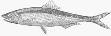 Anchovy (Engraulis encrasicholus).