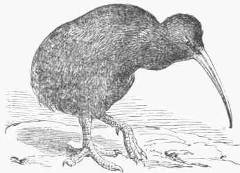 Apteryx australis.