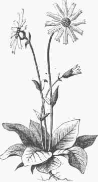 Arnica montana.
