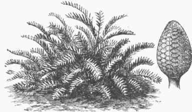 Florida Arrowroot (Coontie) and Fruit.