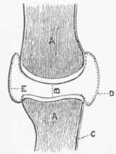 Fro. 3   Diagram of a longitudinal section of an articulation. A. Bones. B. Articular cartilage. C. Periosteum, D,E. Synovial membrane.