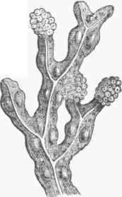 Fucus yesiculosus.