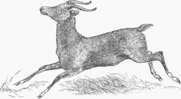 Red Reed Buck (Eleotragus arundinaceus).