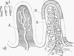 Two Villi of the Small Intestines.