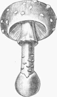 Agaricus muscarius.