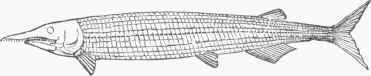 Aspidorhynclius.