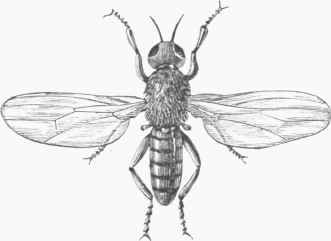 Cheese Fly (Piophila casei).