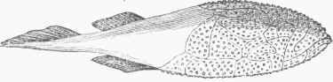 Coccosteus.