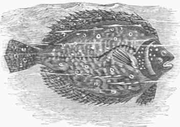 English Flounder (Platessa flesus).