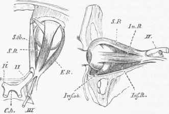 Fig. 2. Muscles of the Eyeball viewed from above and from the inner side.
