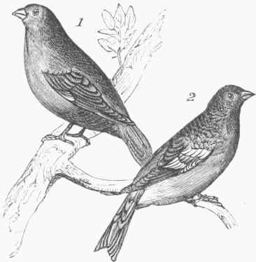 Finch 70064