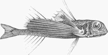 Flying Gurnard (Dactylopterus volitans).