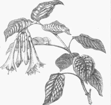 Fuchsia fulgens.