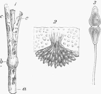 Fungi 700200