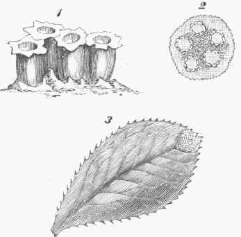Fungi 700201