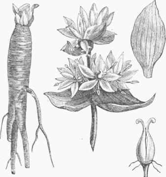 Gentiana lutea.
