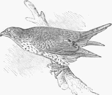 Lanner Falcon (F. lanarius).