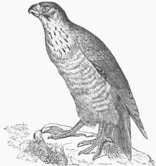 Peregrine Falcon (Falco peregrin us).