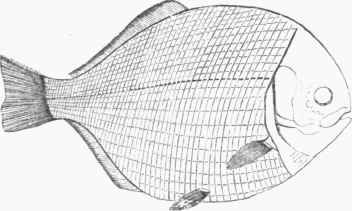 Tetragonolepis.