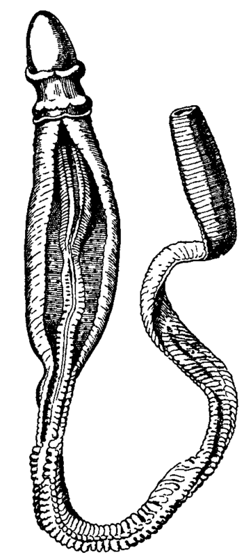 Fig. 1.  Ptychodera flava.