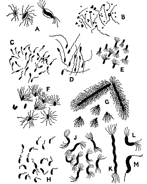 Fig. 1. Various forms of bacteria.