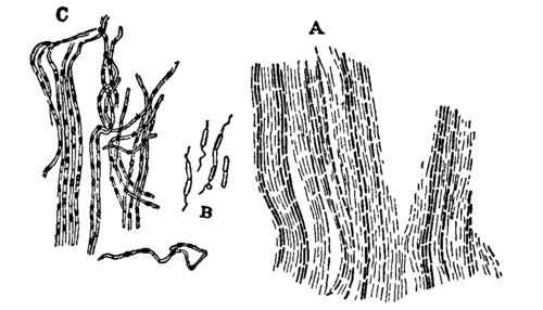 Fig. 10. Bacillus subtilis.