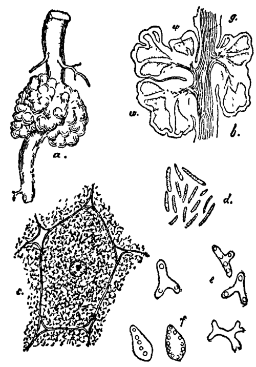 Fig. 16. Bacteria in legume roots.
