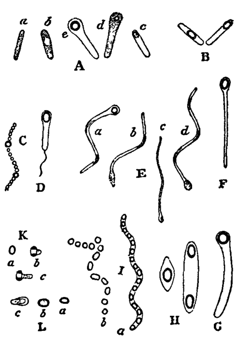 Fig. 4. Spore formation in Schizomycetes.