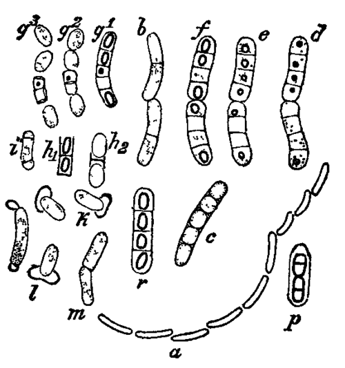Fig. 6. Bacillus megaterium.