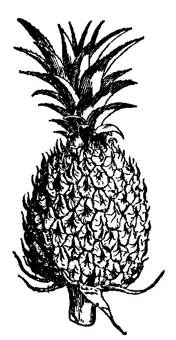 Fig. 1.  Fruit of the pine apple.