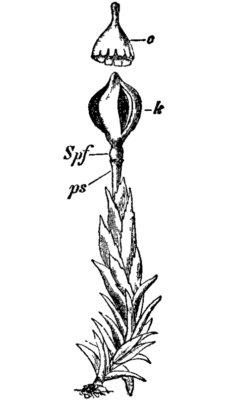 Fig. 14.  Andreaea petrophila.