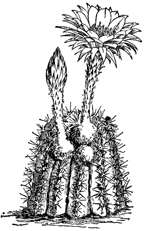 Fig. 2.  Echinocactus.