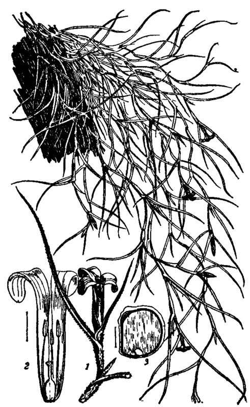Fig. 2.  Tillandsia usneoides.