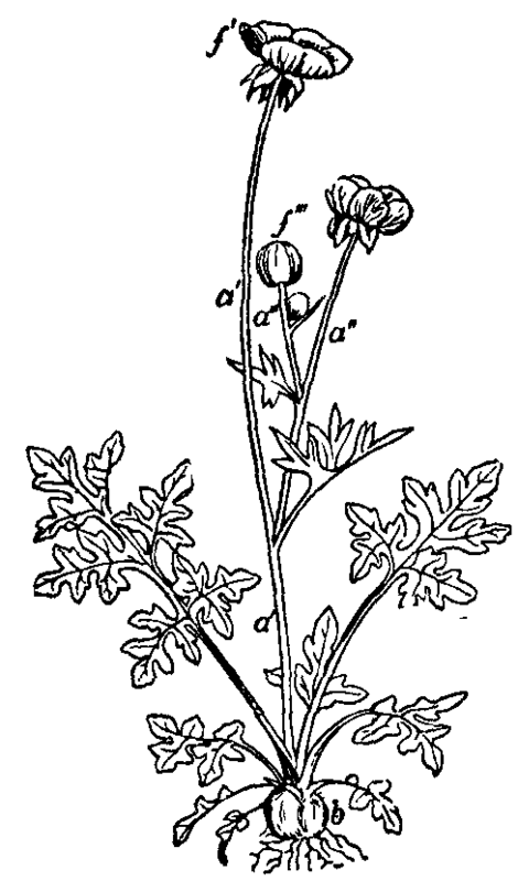 Plant of Ranunculus bulbosus.