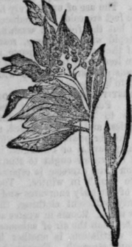 Allspice Or Pimento Tree 128