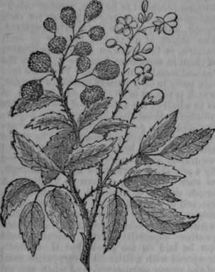 Blackberry Bramble 291